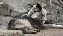 Gray Wolves To Be Removed From Endangered Species List