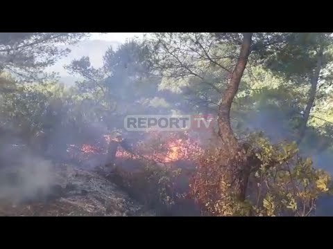 Report TV -Vijon zjarri me intensitet në Drenie të Fierit, shefi i zjarrfikësve: Situata e vështirë