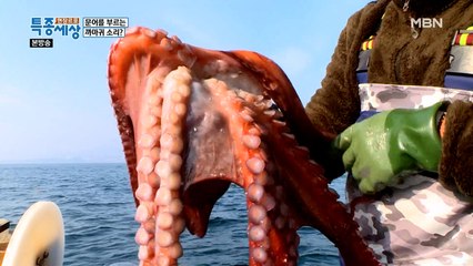 왔다~왔어! 까마귀 소리가 낚은 동해 참문어!