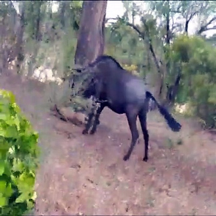 Animals fight
