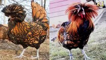 اغرب 5 انواع الدجاج , لن تصدق انها موجودة فعلا !!! ( 240 X 426 )