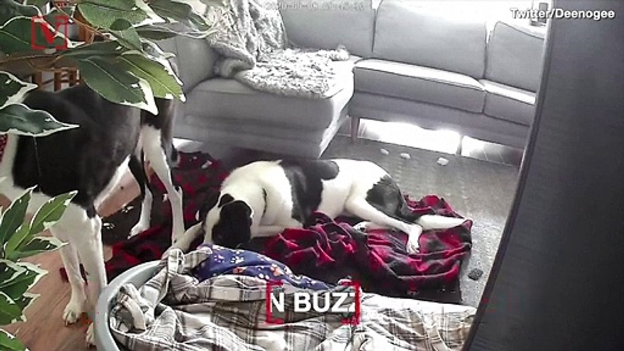 Check Out These Dogs Who Were Caught On Pet Camera Reacting to Incoming Earthquakes