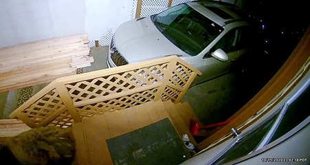 Curious Bear Peeks in Door