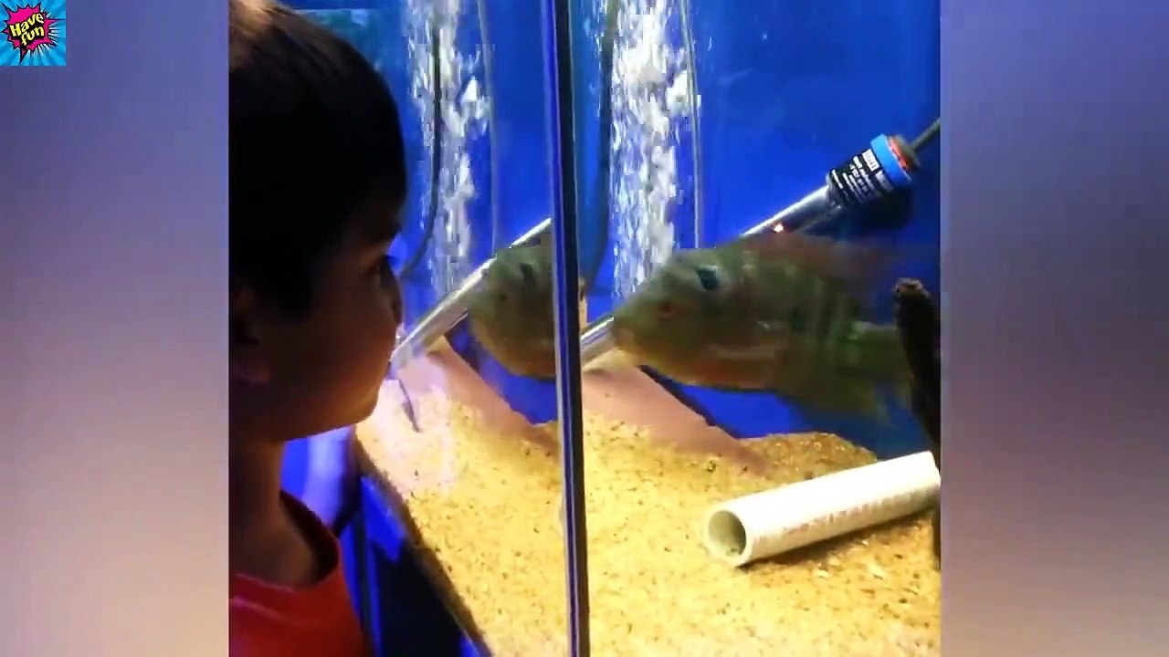 TRY NOT TO LAUGH - Best Funny Baby At The Zoo - Funny Video Babies and Animals