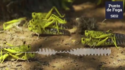 Segundo brote de Langosta en África pueda causar hambruna a más de 45 millones de personas