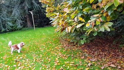 Juliane et Phandor jeux au jardin en automne