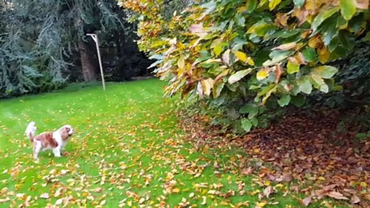 Juliane et Phandor jeux au jardin en automne