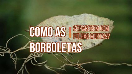 Download Video: Como as borboletas se parecem com folhas mortas?