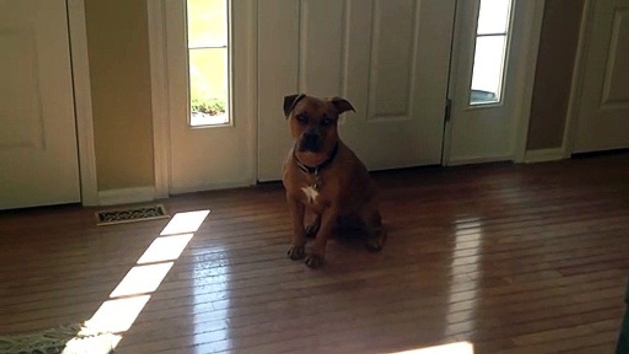 dog plays piano for mom - hilarious footage of dog 'playing' piano