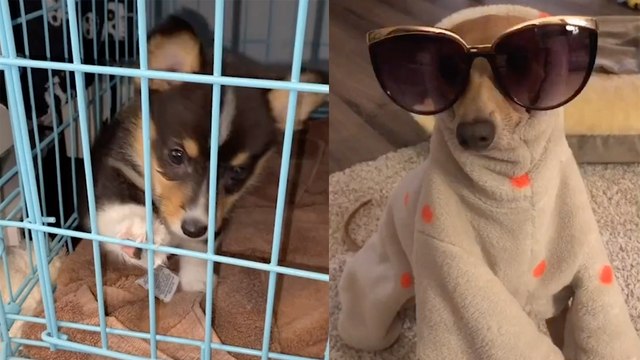 TikTokers Put Their Pets In Jail With This Parks & Recreation Sound