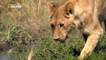 National Geographic  Lion vs Buffalo   Nat Geo Documentary