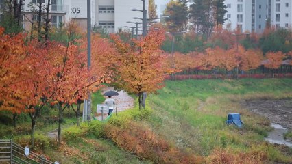 [날씨] 흐리고 곳곳 비...내일 '입동' 미세먼지 주의 / YTN