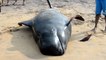 Sri Lanka rescues at least 120 beached whales in country’s biggest mass stranding