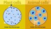 Structural components of Cells - Part 2
