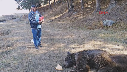 Sarıkamış'ta yaralı ayı tavuk etini geri çevirdi