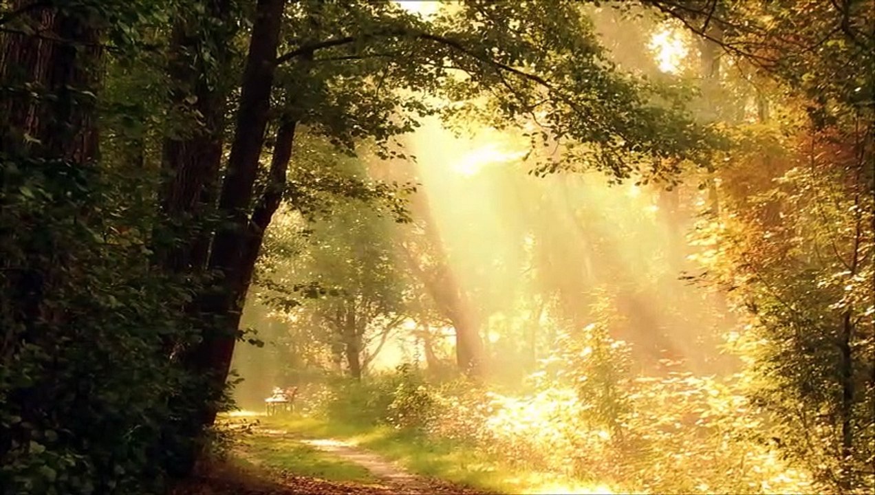 Beautiful Nature Scenery & Relaxing Music