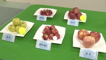 탁구공 크기 사과·쌀 유산균...톡톡 튀는 농업기술 / YTN