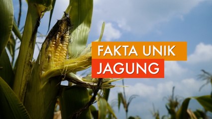 Jagung, Si Sumber Karbohidrat yang Unik