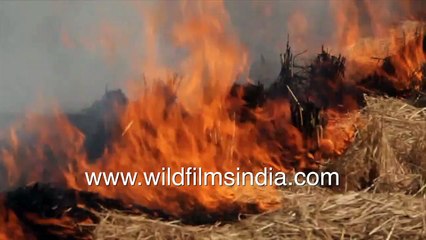Parali or stubble burning in agricultural fields of Punjab - Major contributor to air pollution