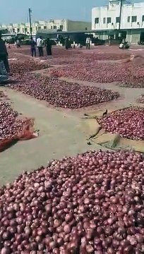 No Buyers for Onion Sellers in India