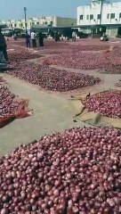 No Buyers for Onion Sellers in India