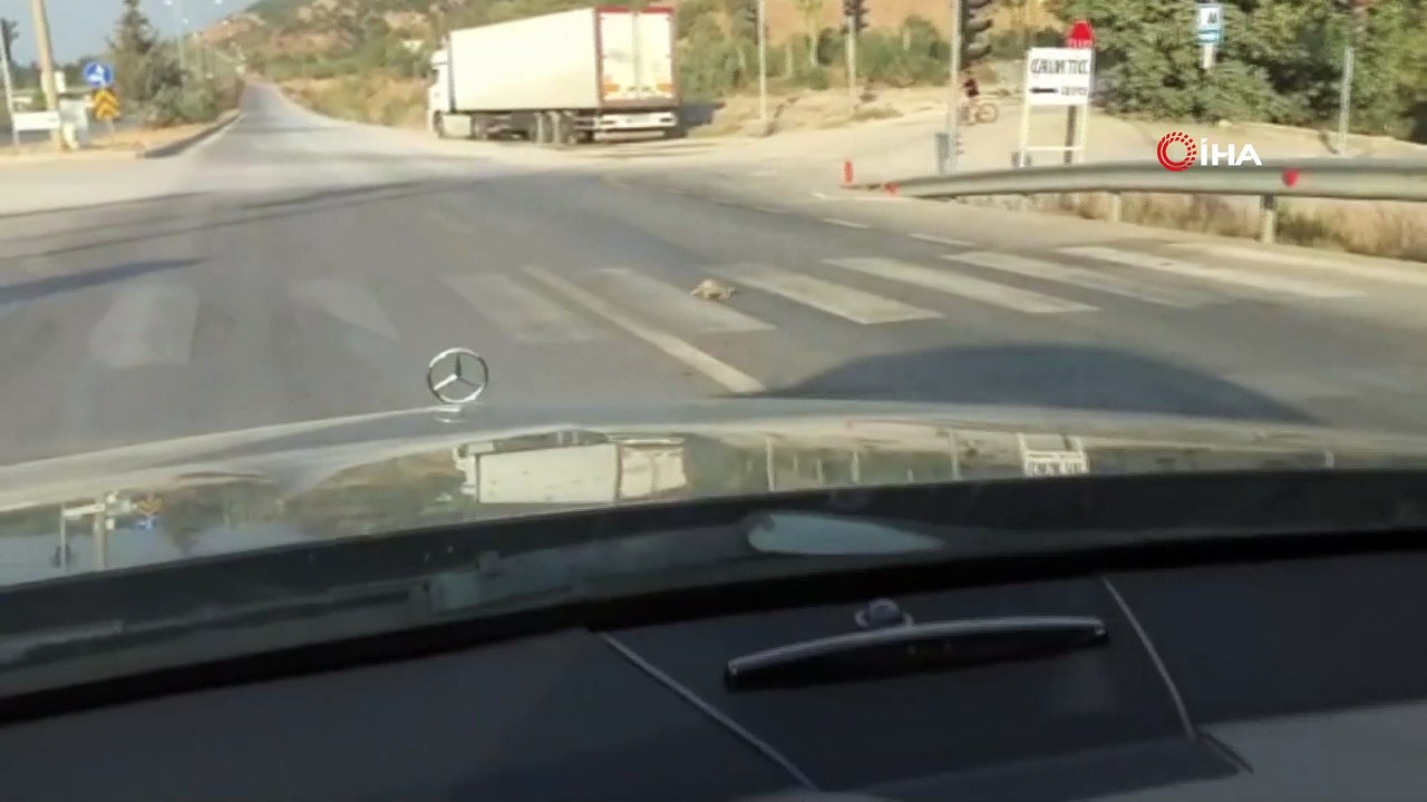 Kaplumbağanın şaşırtan görüntüleri... Kırmızı ışıkta bekledi, yeşil ışık yanınca karşıya geçti