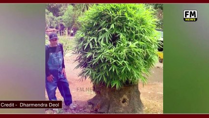 DHARMENDRA अपने फार्म हाउस पर मोर को अपने हाथो से दाना दे रहे है