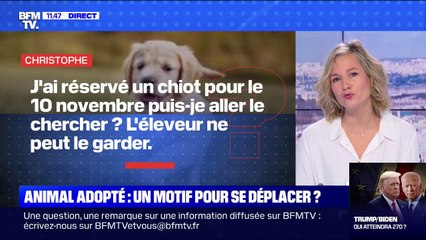 Download Video: Animaux adoptés, colis à récupérer.. quels sont les motifs de déplacement valables ?