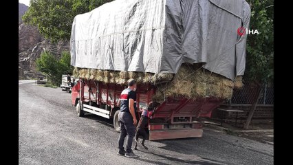 Uyuşturucu köpeği “Sakıt” suçlulara göz açtırmıyor