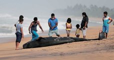 Sri Lanka : 120 dauphins-pilotes ont été sauvés alors qu'ils étaient échoués sur le rivage