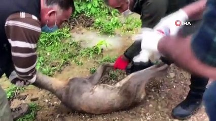 Dereye düşen yaralı karaca tedavi edildi