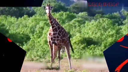 The giraffe gives birth while standing, unfortunately its baby