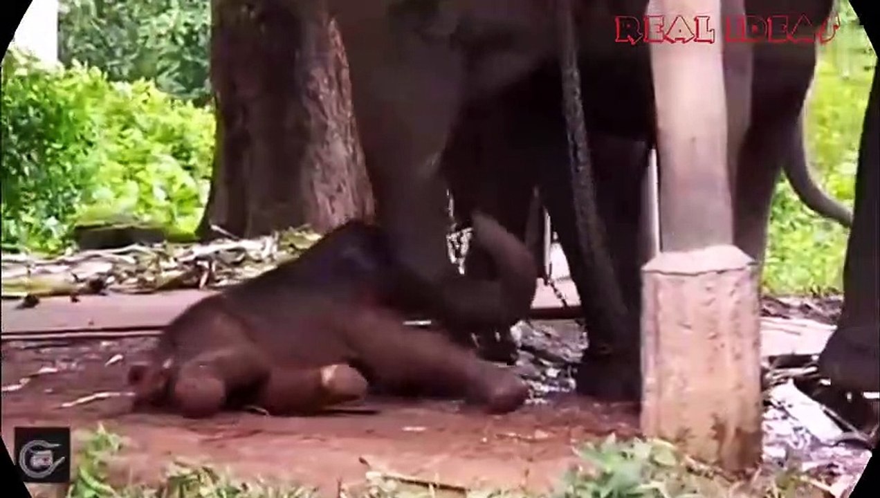 One of the worst types of birth methods for animals is the way elephants are bor