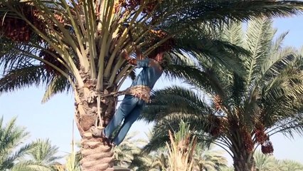 Iraq's ancient 'palm climbers' struggle for survival