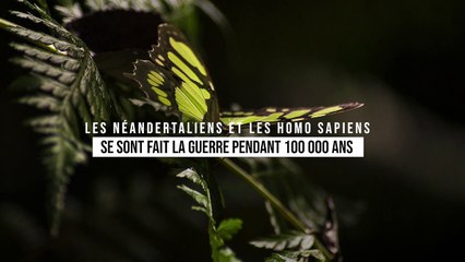 Les Néandertaliens et les Homo sapiens se sont fait la guerre pendant 100 000 ans, selon une étude