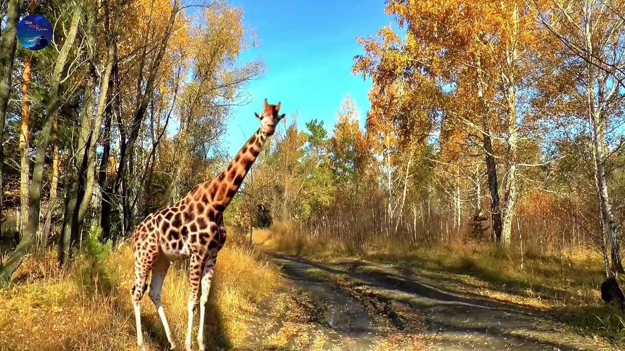 Nature Therapy: Relaxing Full Motion Forestry with Natural Sounds| Deep in the Forest| 4K Virtual Forest Walk along Middle Fork Trail at Snoqualmie region | 4K Nature Walk -  Forest/River Fabulous Views with Calm Music and Birds Chirping