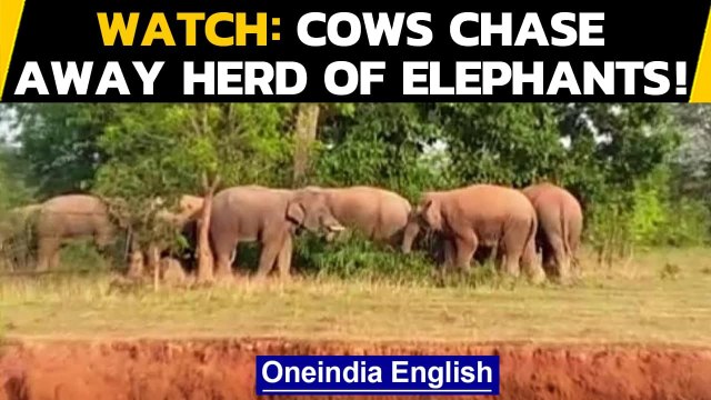 Cows chase away herd of elephants in Odisha's Mayurbhanj: Watch video | Oneindia News