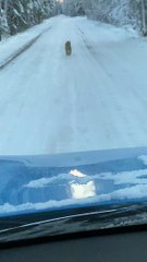 Lynx Strolls Down Street