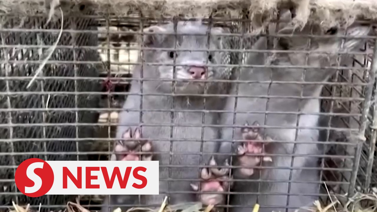 Denmark tightens lockdown in north, mink cull devastates industry
