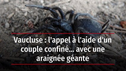 Vaucluse : l'appel à l'aide d'un couple confiné… avec une araignée géante