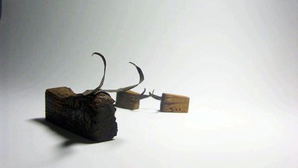 Quisiera ser toro bravo