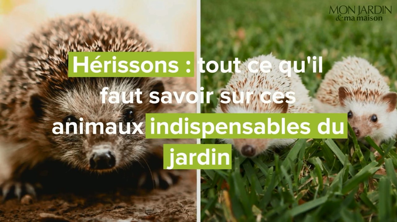 Hérissons : tout ce qu'il faut savoir sur ces animaux indispensables du jardin