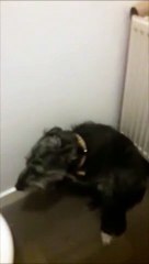 Edinburgh Dog frightened of fireworks no sound