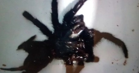 Vaucluse : le cauchemar d'un couple, confiné avec une énorme... araignée