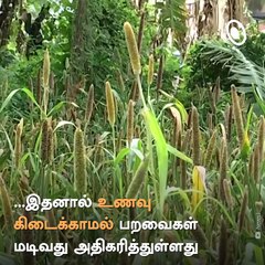 Coimbatore Farmer Uses Half Acre Of His Land To Feed Birds