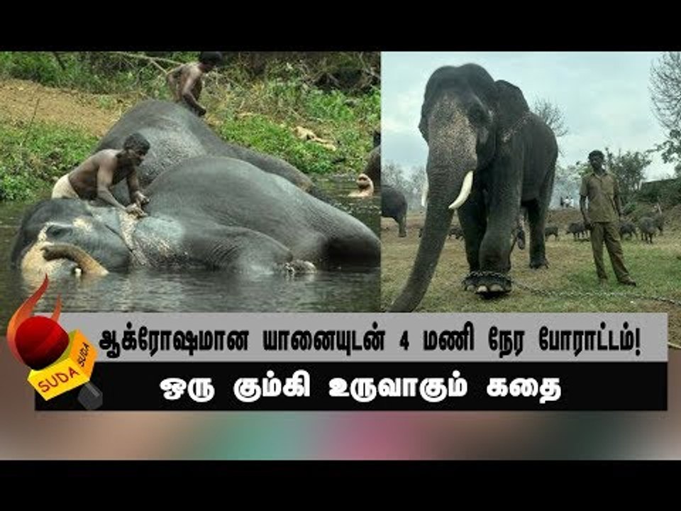 தும்பிக்கையால் பாகனை ஓங்கி அடித்த யானை வசீம் ! | அத்தியாயம் 21
