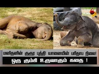 யானைகளின் பலவீனம் என்ன தெரியுமா ?  | அத்தியாயம் 25
