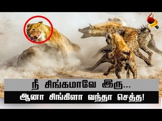 சிங்கத்தின் ஒரே எதிரி ! கெத்து காட்டும் கழுதைப்புலிகள் ! | Hyenas Vs Lions