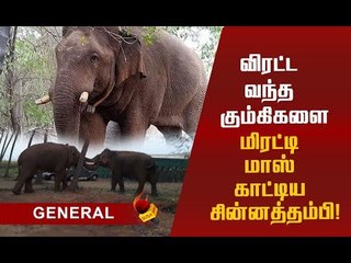 கும்கிகளை தலைதெறிக்க ஓடவிட்ட சின்னத்தம்பி! #SaveChinnathambi