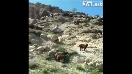 Un âne c'est aussi solide qu'une Jeep... la preuve